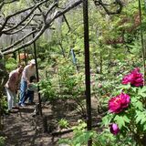 80種450株のボタンが見頃に　日光・大室の「ギャラリー風庵」