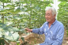 新たな味覚　ＪＡ佐野のイチジク　甘さ豊かな健康食品　栽培研究会発足し生産
