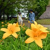 うつのみや遺跡の広場　ニッコウキスゲが見頃【動画】
