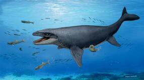 大阪のモササウルス化石、新種か