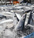 サンマ総漁獲枠５％減で合意