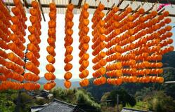 串柿の玉すだれ、山里彩る