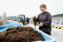 石川・輪島の海女、モズク漁解禁