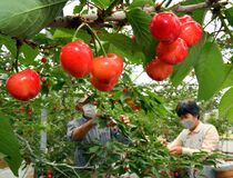 サクランボ収穫始まる　鹿沼