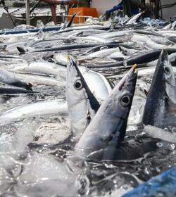 サンマ総漁獲枠５％減で合意