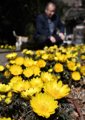 暖かな陽を浴びて黄金色に輝くフクジュソウ＝20日午前11時25分、大田原市湯津上