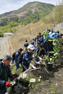 山の斜面に苗木を植え付ける参加者＝２５日午前９時４５分、日光市足尾町