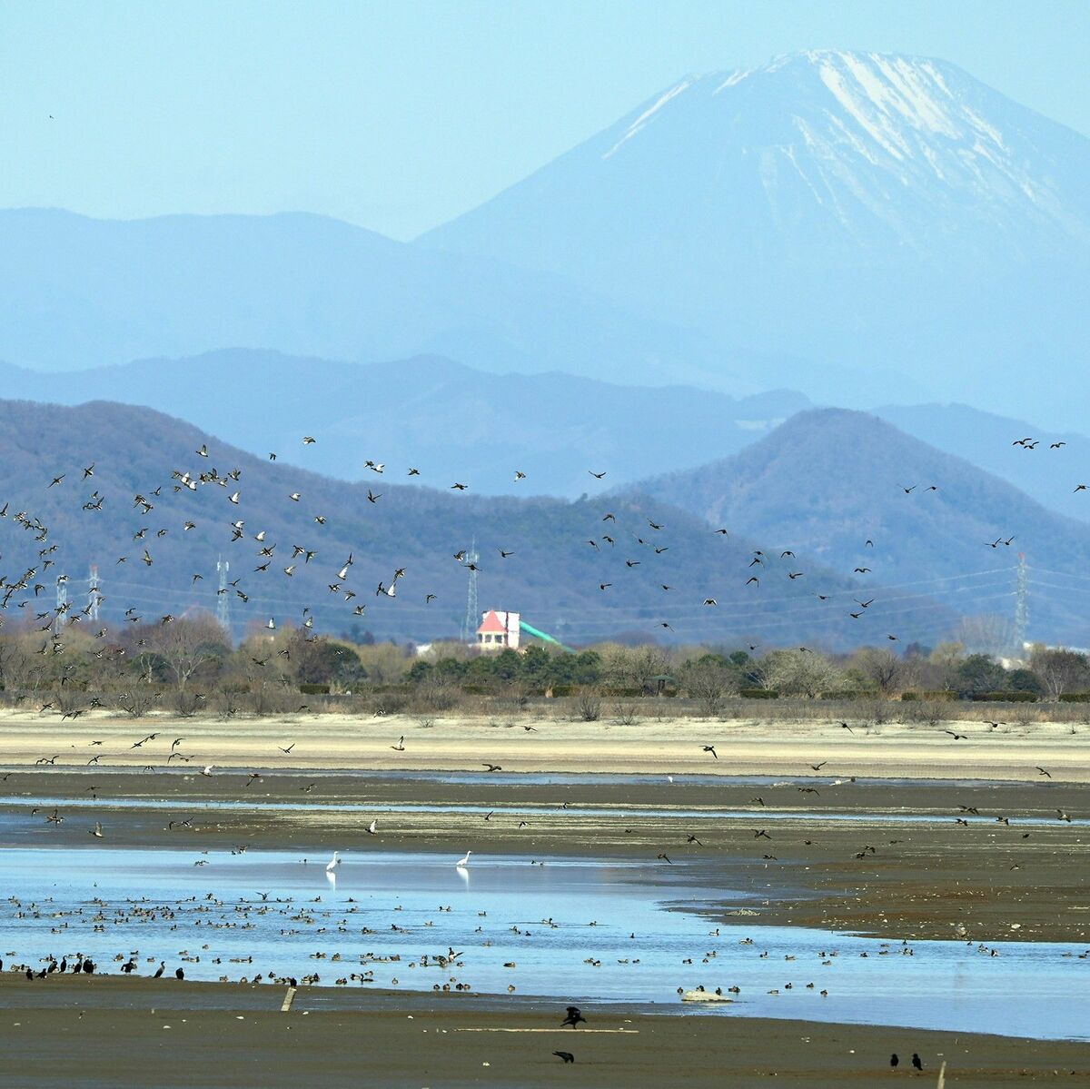 ぬかるむ湖底、野鳥一休み 栃木・遊水地の谷中湖で干し上げ｜地域の