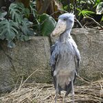 「動かない鳥」公開　ハシビロコウのボンゴが那須に　記念式典も　動かない理由を解説