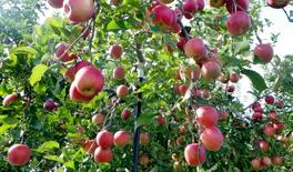 【衆院選・隠れた焦点】青森リンゴ、クマが食う