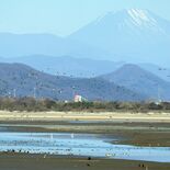 ぬかるむ湖底、野鳥一休み　栃木・遊水地の谷中湖で干し上げ