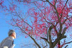 春空に映える赤と白　真岡・大前神社で梅が見頃