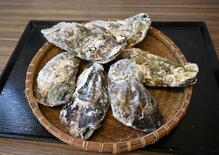 【推しの逸品】「復興の味」食べ比べも　能登カキ　飛行船ゆめ広場（鹿沼）