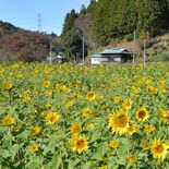 秋にヒマワリ？　那須烏山の県道沿いで見頃迎える