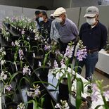 色鮮やかウチョウラン180鉢並ぶ　宇都宮で展示大会、25日まで