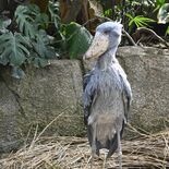 「動かない鳥」公開　ハシビロコウのボンゴが那須に　記念式典も　動かない…