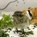 ニホンライチョウのひな７羽がふ化　那須どうぶつ王国　慎重に管理、将来的…