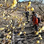 宇都宮・羽黒山でロウバイ見頃　甘い香り、斜面彩る黄色い花