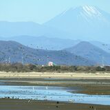ぬかるむ湖底、野鳥一休み　栃木・遊水地の谷中湖で干し上げ