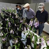 色鮮やかウチョウラン180鉢並ぶ　宇都宮で展示大会、25日まで