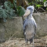 「動かない鳥」公開　ハシビロコウのボンゴが那須に　記念式典も　動かない理由を解説
