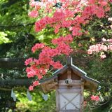 春の景色、鮮やかに　佐野の唐沢山ツツジ見頃