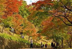 足利・織姫公園で紅葉見頃