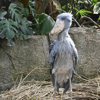 「動かない鳥」公開　ハシビロコウのボン…