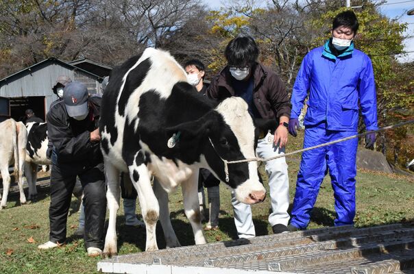 市大野放牧場から収牧される乳用牛