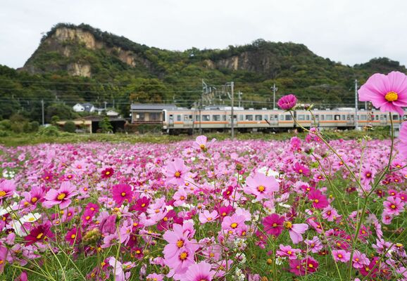 岩舟駅付近に咲くコスモス