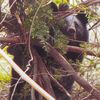 宇都宮市北西部のクマ目撃情報、目撃状況や調査結果の詳細判明　近くで捕獲事例も