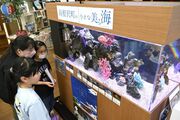 高根沢の沖縄食堂が熱帯水槽リニューアル　元気あっぷむら内、「小さな美ら海」楽しんで