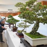 那須野が原公園でサツキ展　丹精の40点並ぶ　19日まで