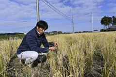 「再生二期作」に挑戦