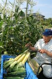 旬迎えるトウモロコシ　太陽の恵み、甘さを凝縮