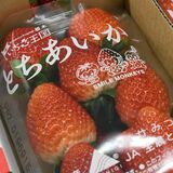 栃木のイチゴ、実はこう作っています　生産量日本一の現場で導入進む最先端技術
