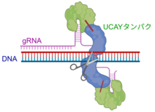 国産ゲノム編集技術UCAYの編集効率を向上