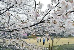 ぬれた淡墨桜 心潤す