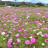 秋風に揺れるかれんな花　鹿沼の休耕地でコスモス見頃