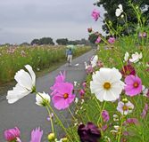 コスモス五分咲き　高根沢