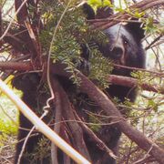 宇都宮市北西部のクマ目撃情報、目撃状況や調査結果の詳細判明　近くで捕獲事例も