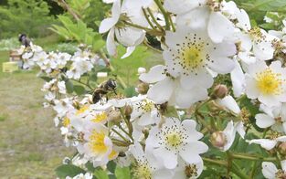 栃木県内で蜂蜜の採取作業が本格化　ミツ…