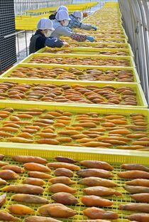 足利で干し芋作り