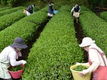 黒羽茶の摘み取り　大田原