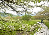 奥日光・戦場ケ原でズミの花咲く