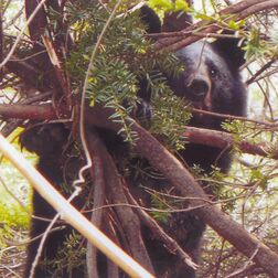 宇都宮市北西部のクマ目撃情報、目撃状況や調査結果の詳細判明　近くで捕獲事例も