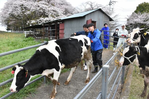 桜が咲く中、放牧場に入る乳牛