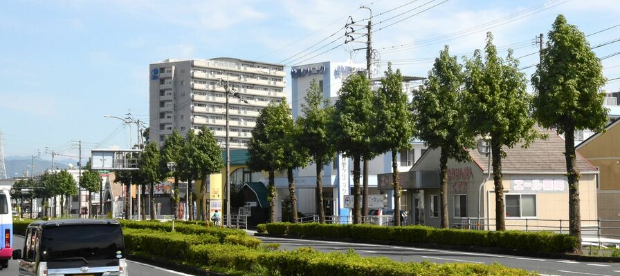 能茶山交差点以西では青々とした葉を茂らせている＝高知市鴨部２丁目