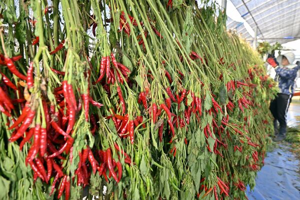 ハウス内に干されるトウガラシ「栃木三鷹」＝30日午前11時