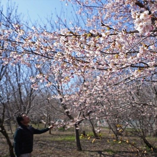春の訪れ告げる早咲きの桜 栃木・大平運動公園、今年も見頃に｜県内
